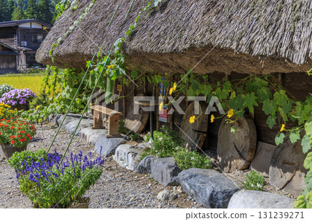 Shirakawa-go's Gassho-style houses, thatched roofs, and colorful flowers entwined with loofahs 131239271