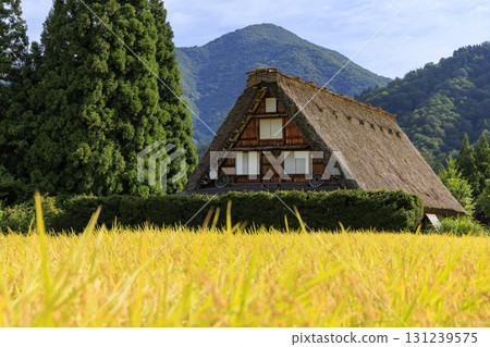 Beautiful scenery of golden rice ears and the Gassho-style village of Shirakawa-go Beautiful scenery of golden rice ears and the Gassho-style village of Shirakawa-go 131239575