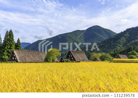 Beautiful scenery of golden rice ears and the Gassho-style village of Shirakawa-go Beautiful scenery of golden rice ears and the Gassho-style village of Shirakawa-go 131239578