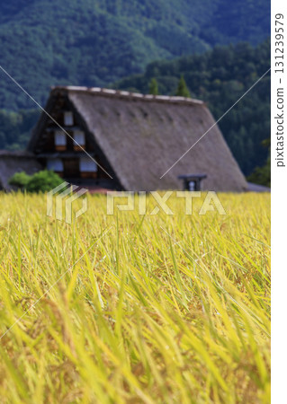 金黃稻穗和白川鄉合掌村的美景 131239579