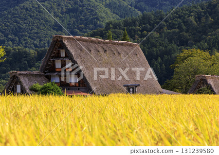Beautiful scenery of golden rice ears and the Gassho-style village of Shirakawa-go 131239580