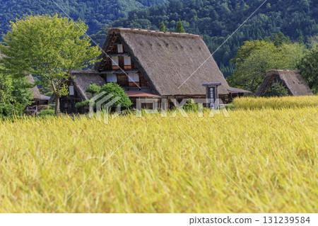 金黃稻穗和白川鄉合掌村的美景 131239584