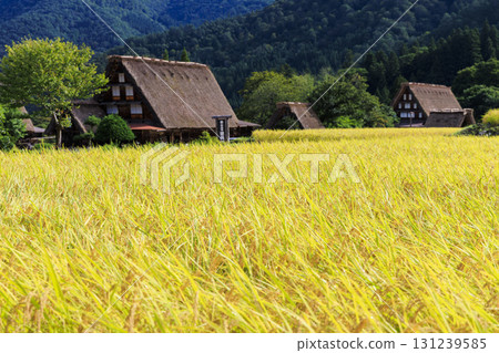 金黃稻穗和白川鄉合掌村的美景 131239585