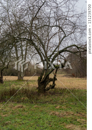 A picture of a winter bare tree in Scandinavia. December in southern Sweden A picture of a winter bare tree in Scandinavia. December in southern Sweden 131239700