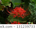 Cluster amaryllis 131239733