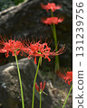 Cluster amaryllis 131239756