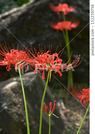 Cluster amaryllis 131239756