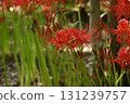 Cluster amaryllis 131239757