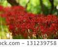 cluster spider lilies growing in clusters 131239758
