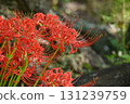 cluster spider lilies growing in clusters 131239759