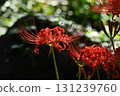 Cluster amaryllis 131239760