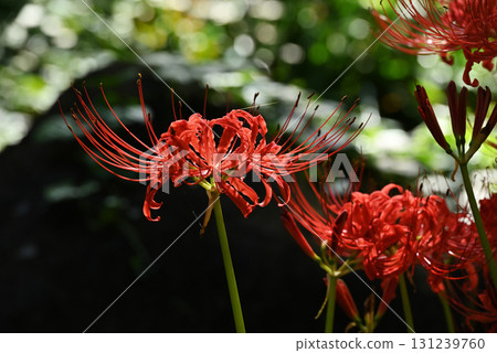 Cluster amaryllis 131239760
