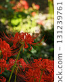 cluster spider lilies growing in clusters 131239761