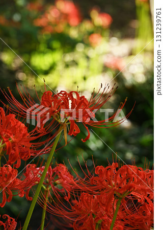 cluster spider lilies growing in clusters 131239761