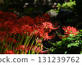 cluster spider lilies growing in clusters 131239762