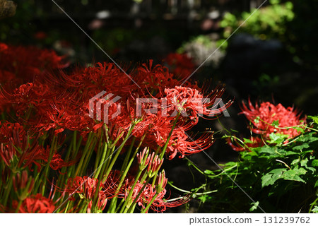 cluster spider lilies growing in clusters 131239762