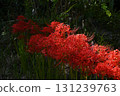 Cluster amaryllis 131239763