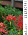Cluster amaryllis 131239764