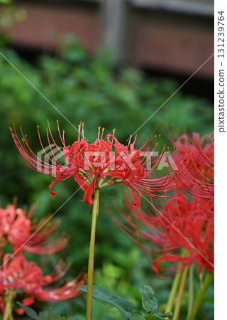 Cluster amaryllis Cluster amaryllis 131239764
