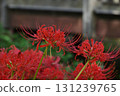 cluster spider lilies growing in clusters 131239765