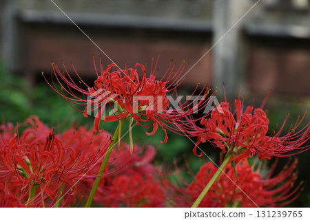 cluster spider lilies growing in clusters 131239765