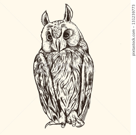 Hand drawn vector long-eared owl Hand drawn vector long-eared owl 131239773