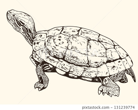 Hand drawn illustration of turtle. 131239774