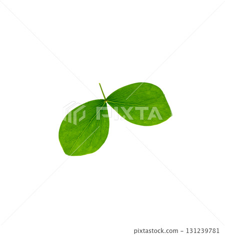 Macro closeup of isolated Lignum Vitage,  wood of life leaf. 131239781