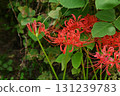 Cluster amaryllis 131239783