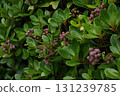 Rhaphiolepis fruit 131239785