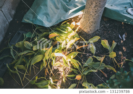 大蔥花 玉簪 葉子 131239786