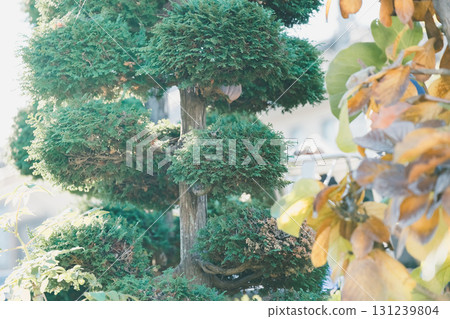 garden, pruning, trimming 131239804
