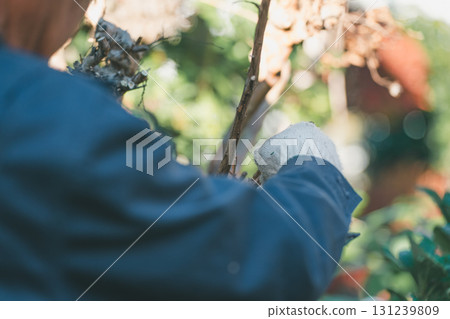 pruning, gardener, landscaper 131239809