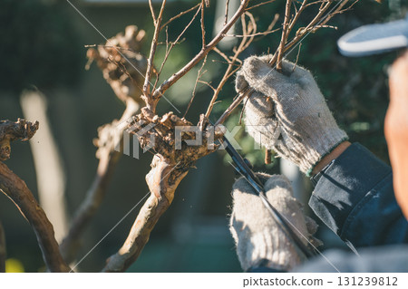 pruning, gardener, landscaper 131239812