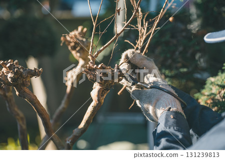 pruning, gardener, landscaper 131239813
