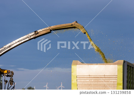 Modern forage harvester combiner harvesting silage maize corn tractor trailer corn field warm sunny autumn morning with overcast cloudy sky. Heavy agricultural machinery work. Livestock feeding corn 131239858