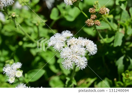 藿香 (Asteraceae) 藿香 131240094