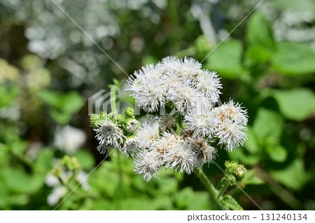 藿香 (Asteraceae) 藿香 131240134