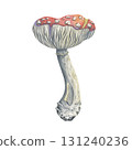 Watercolor old fly agaric with whimsical gills and a stem gnawed by beetles. Hand-painted mushroom. Ideal for fall home decor, seasonal crafts, forest inspired compositions with magical touch 131240236