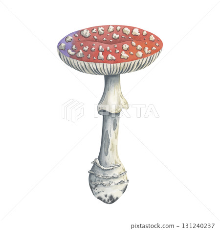 Amanita mushroom for autumn and forest design. Hand drawn fly agaric with red spotted cap and a stem nibbled by beetles. Great for fabric prints, children's books, or autumn themed products 131240237