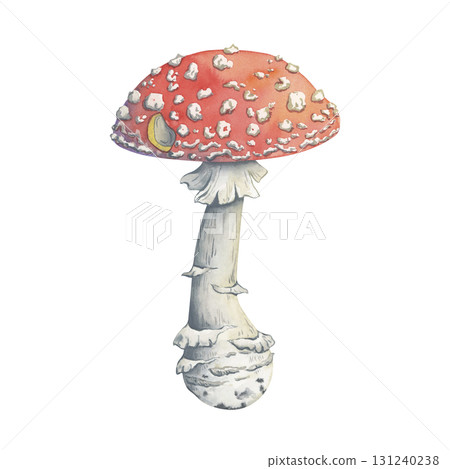Watercolor fly agaric mushroom illustration in fairytale style. Hand-painted amanita. The mushroom is perfect for autumn decor, forest composition, magical seasonal design Watercolor fly agaric mushroom illustration in fairytale style. Hand-painted amanita. The mushroom is perfect for autumn decor, forest composition, magical seasonal design 131240238