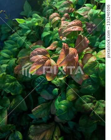 新綠與秋葉交織，呈現出生命的層次 131240306