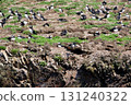 Atlantic puffins arrive at a small island colony during breeding season 131240322