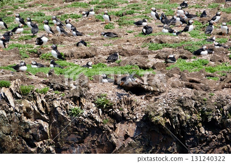Atlantic puffins arrive at a small island colony during breeding season Atlantic puffins arrive at a small island colony during breeding season 131240322