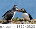 Atlantic Puffin Greeting 131240323