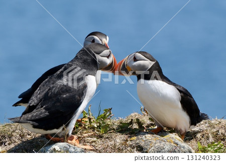 Atlantic Puffin Greeting Atlantic Puffin Greeting 131240323