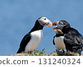 Atlantic puffin with its colorful beak open 131240324
