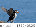 Atlantic puffin spreading its wings towards the sea 131240325