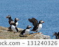 Puffin standing on the cliffs of a remote island 131240326