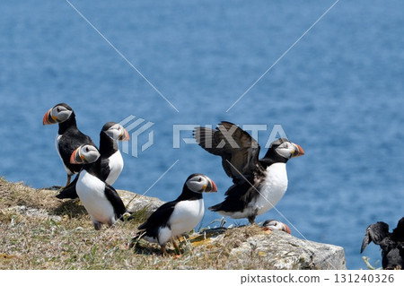 Puffin standing on the cliffs of a remote island Puffin standing on the cliffs of a remote island 131240326